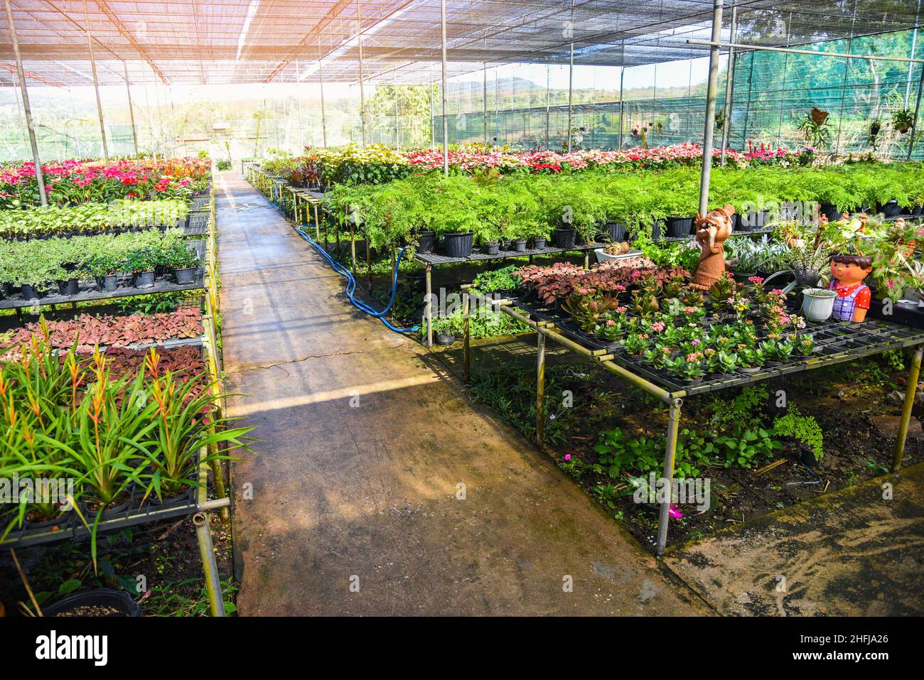 Maison verte avec divers types de plantes en fond de pot, pépinière de fleurs et de plantes pour décorer dans le jardin Banque D'Images