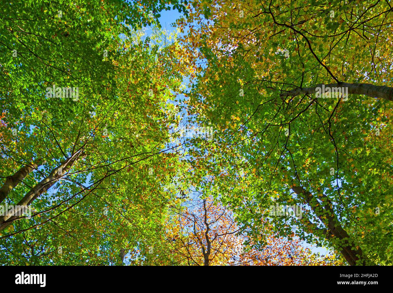 Couronne de chêne arbres en automne sous ciel bleu Banque D'Images