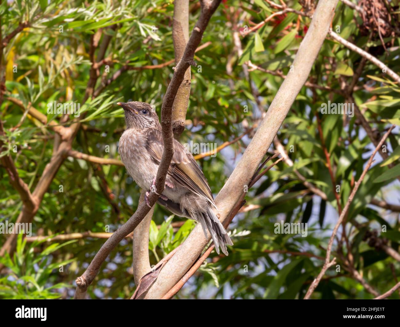 Un jeune petit wattlebird australien (Anthochera chrysoptera) perché sur une branche à Victoria, en Australie Banque D'Images