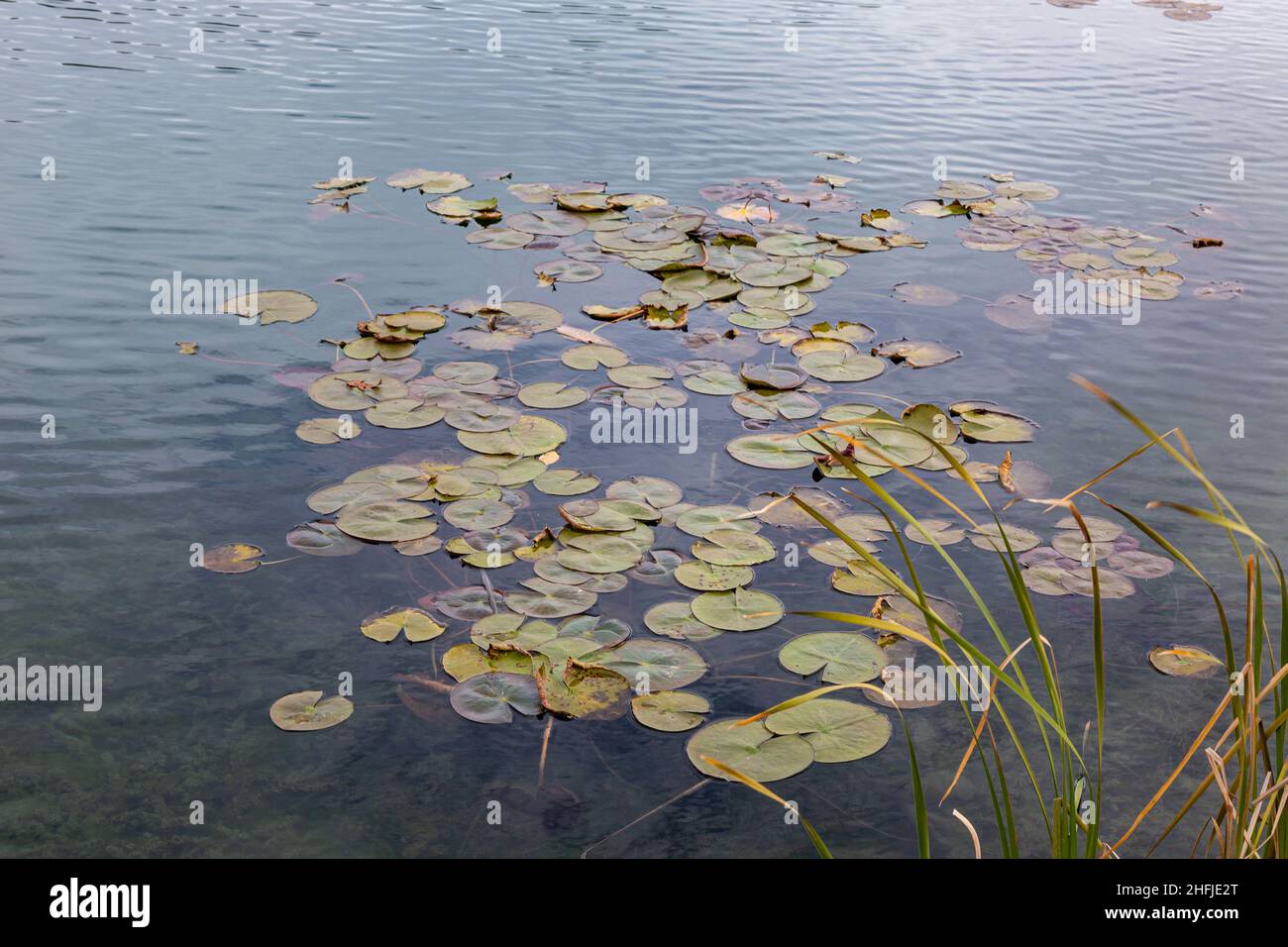 Ces nénuphars flottent à la surface d'un étang dans le comté d'Allen près de Spencerville, Indiana, États-Unis. Banque D'Images