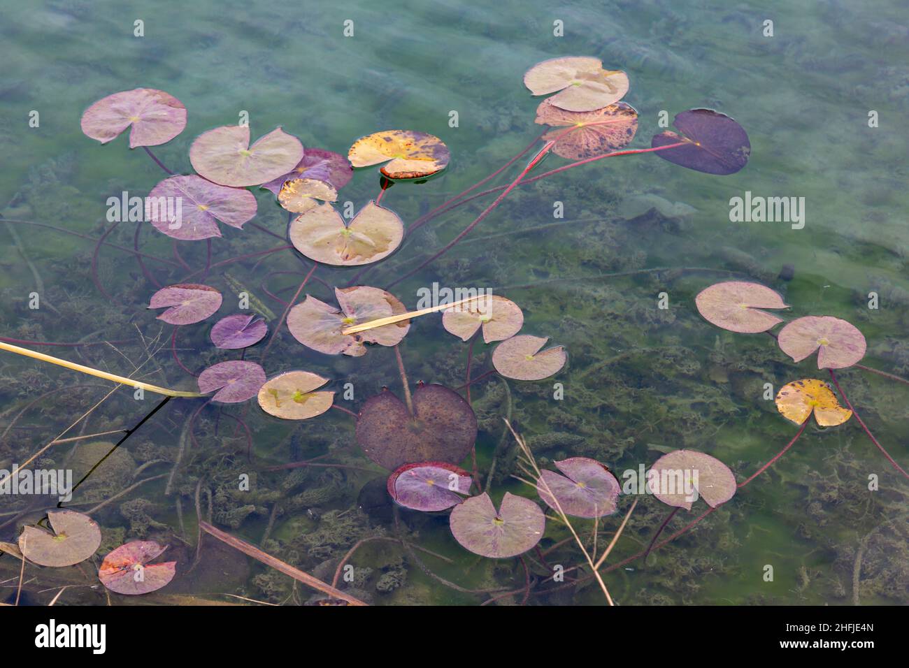 Ces nénuphars flottent à la surface d'un étang dans le comté d'Allen près de Spencerville, Indiana, États-Unis. Banque D'Images