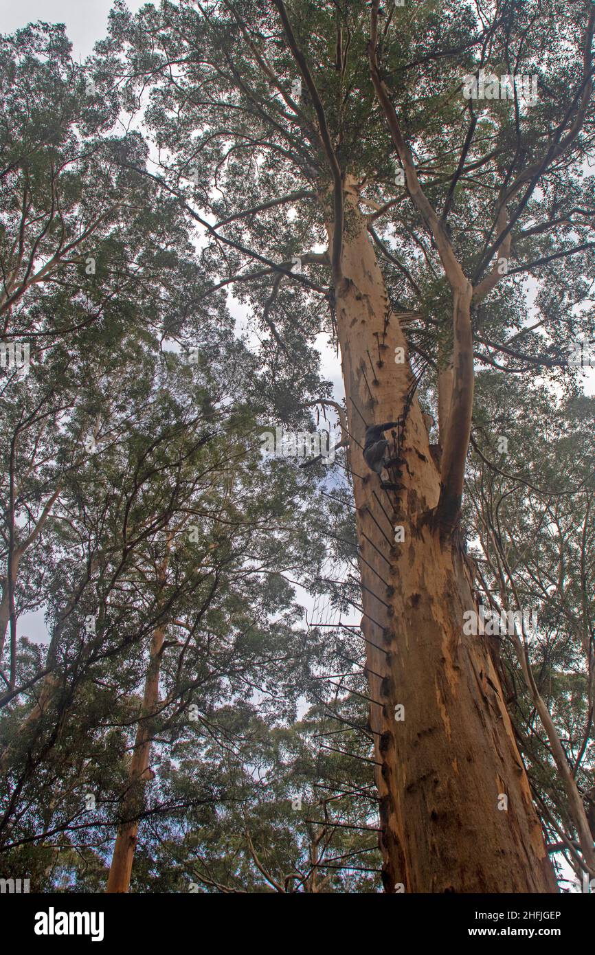 Le Gloucester Tree Banque D'Images