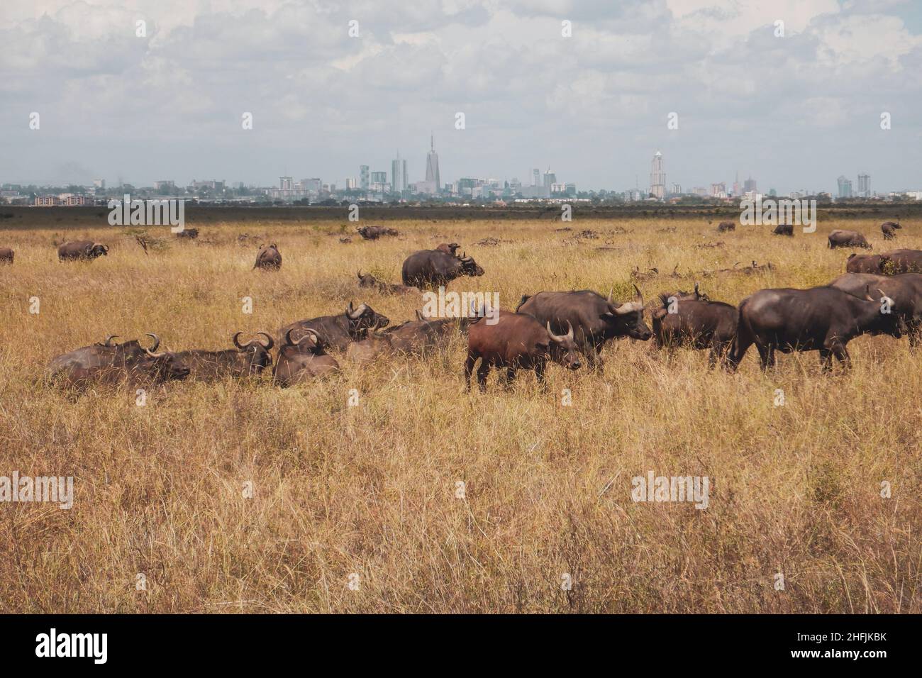 Un troupeau de buffles qui broutage dans la nature au parc national de Nairobi, au Kenya Banque D'Images