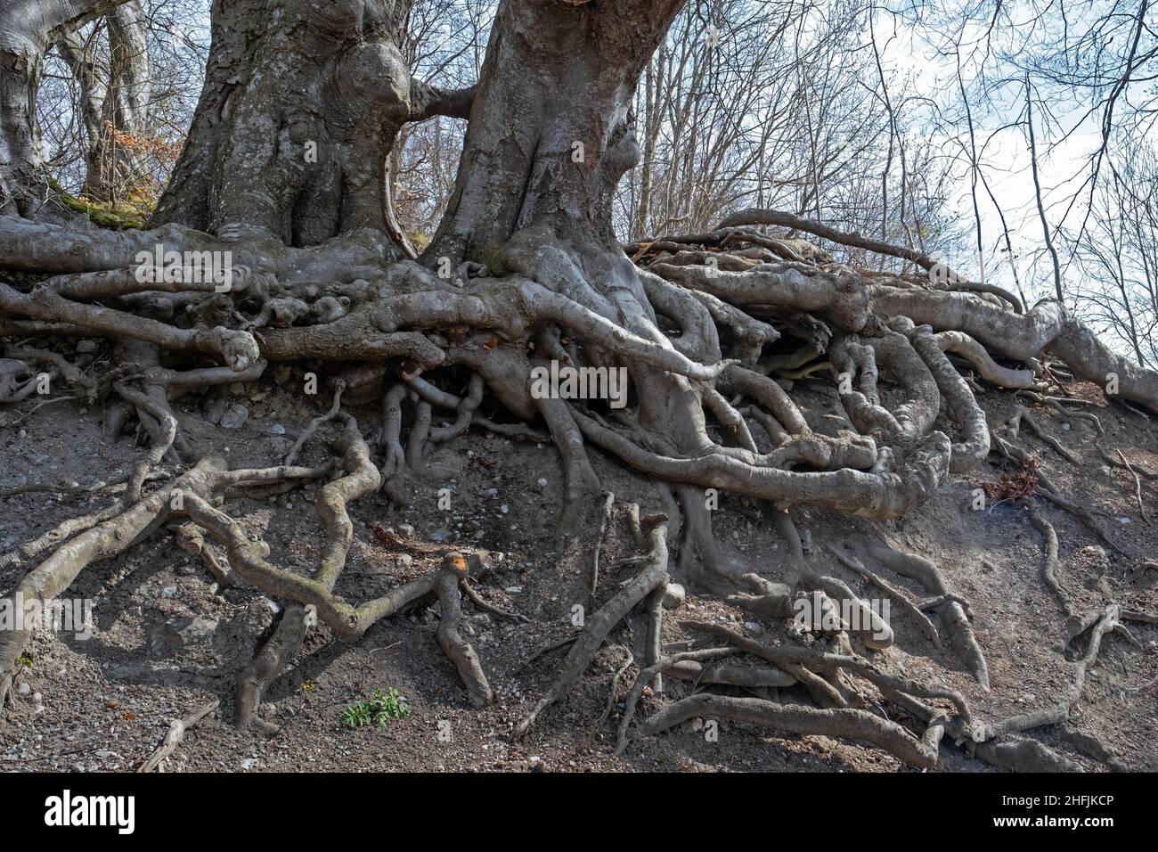 gros plan des racines exposées d'un arbre à feuilles caduques Banque D'Images