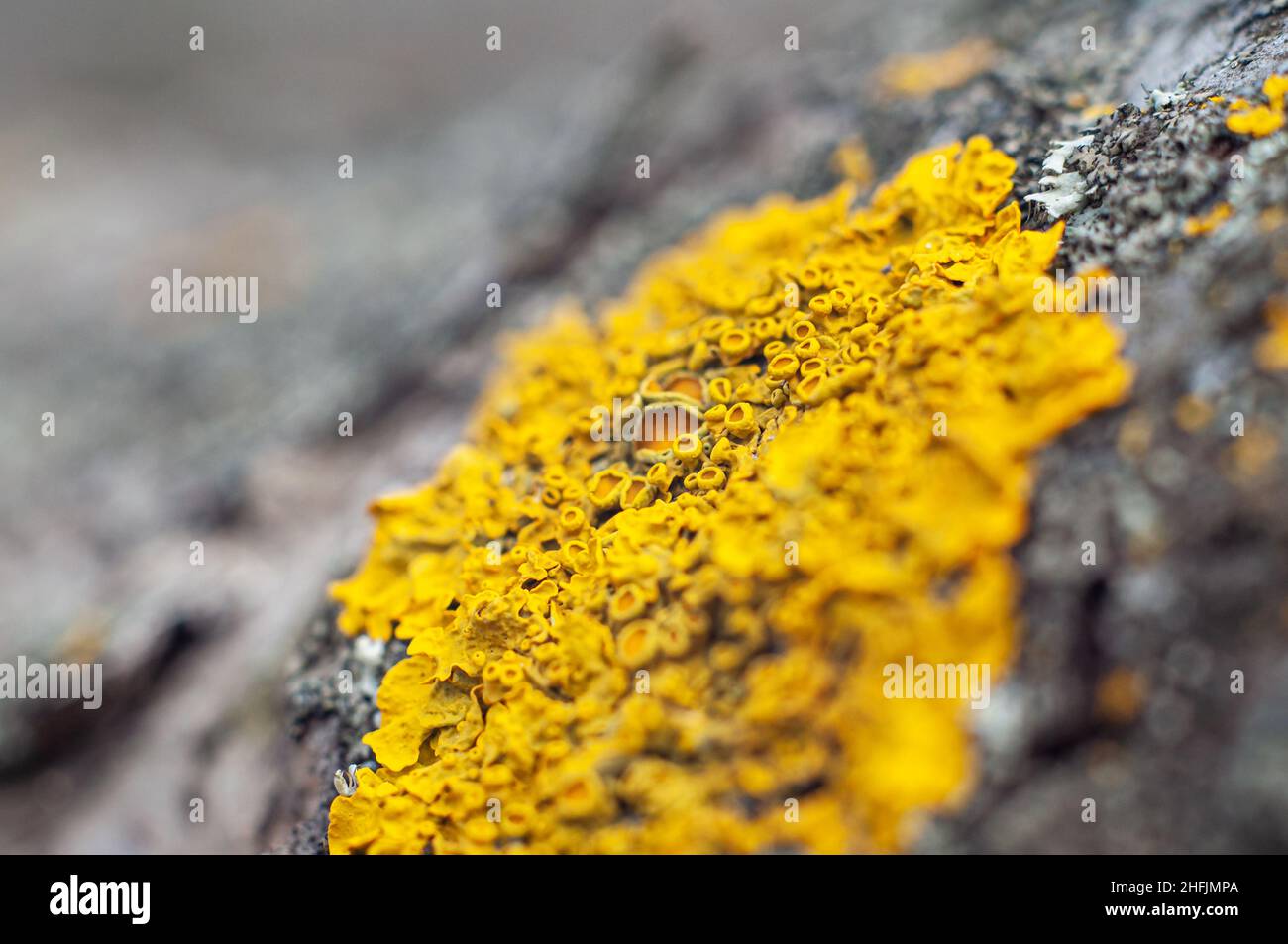 Macula de lichen sur l'écorce de l'arbre, gros plan avec une faible profondeur de champ et une mise au point molle. Banque D'Images