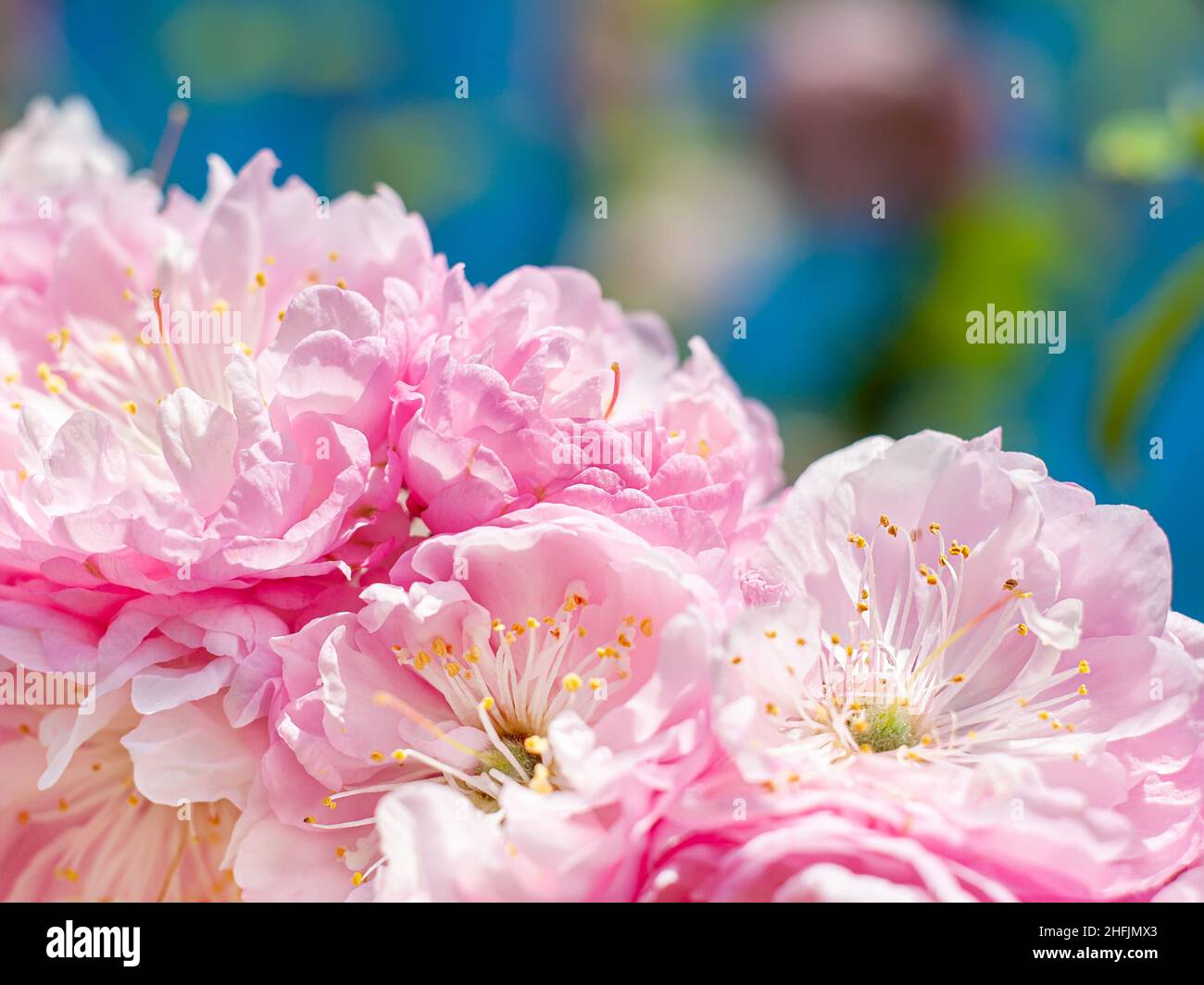 Fleurs d'amande rose au soleil.Sakura fleurit en diagonale, printemps végétation flou arrière-plan. Banque D'Images