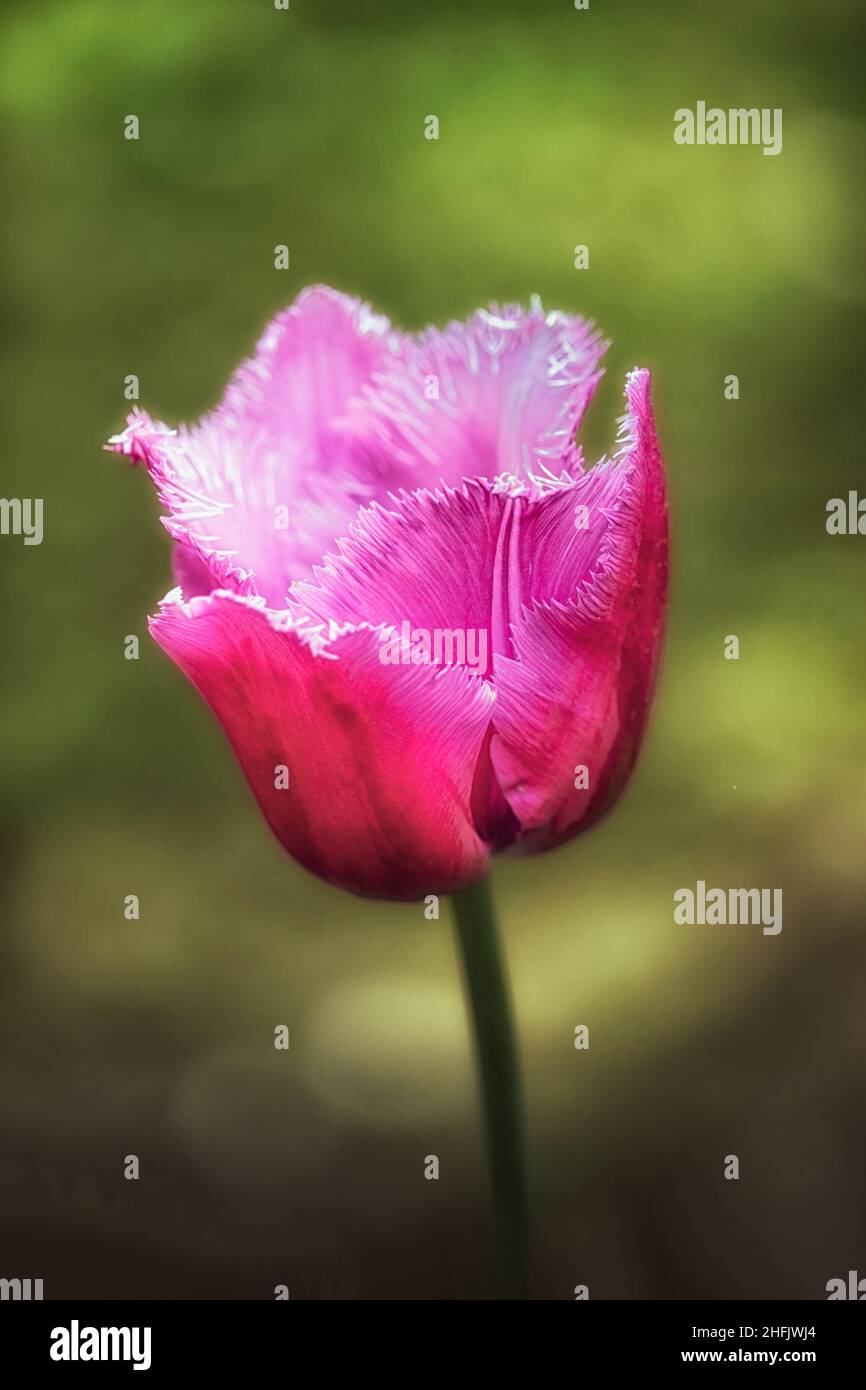 Tulipe à volants rose foncé sur fond vert diffus Banque D'Images