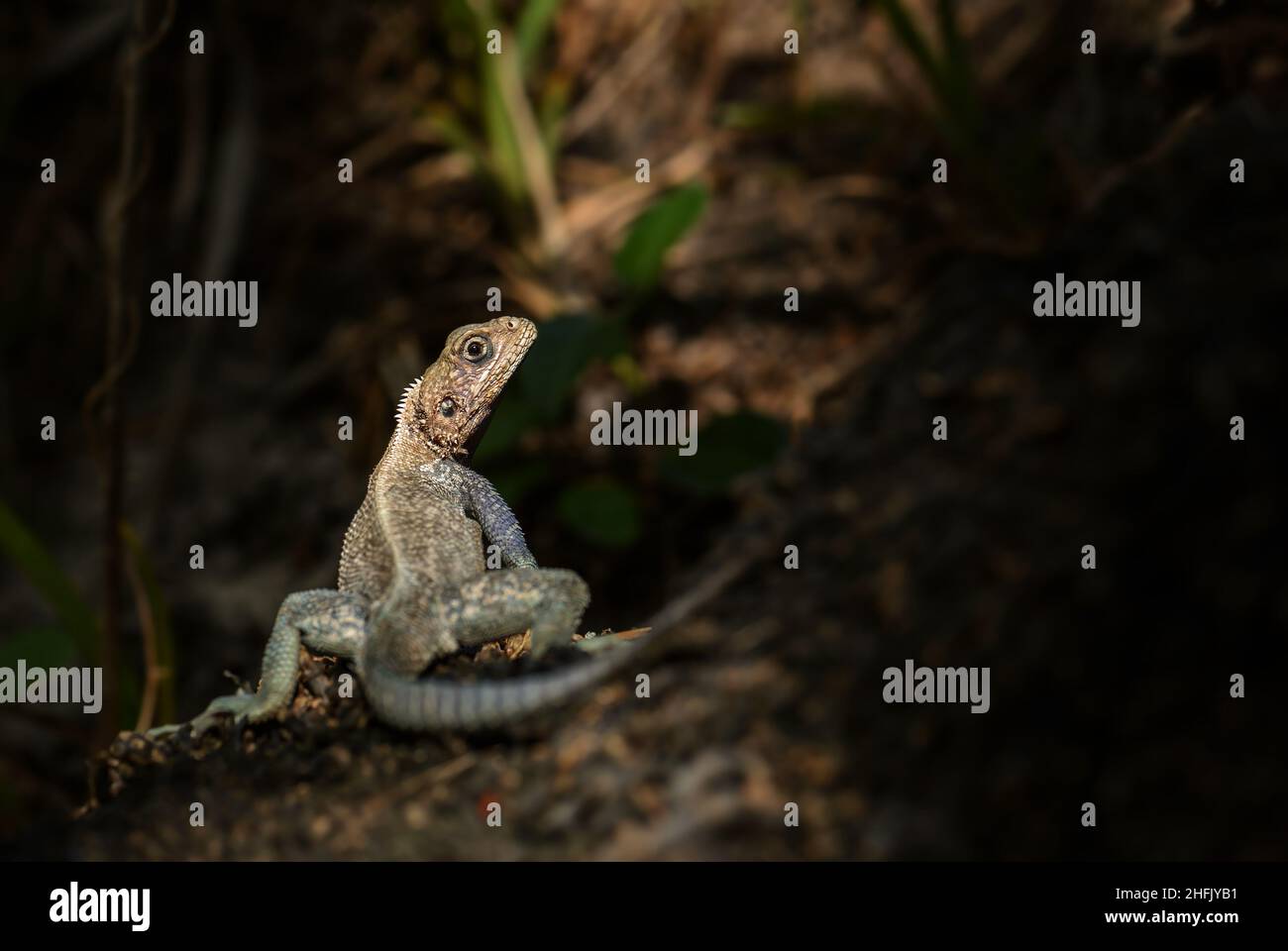 Rock à tête rouge Agama - Agama agama, magnifique lézard coloré provenant de jardins et de forêts africains, Entebbe, Ouganda. Banque D'Images