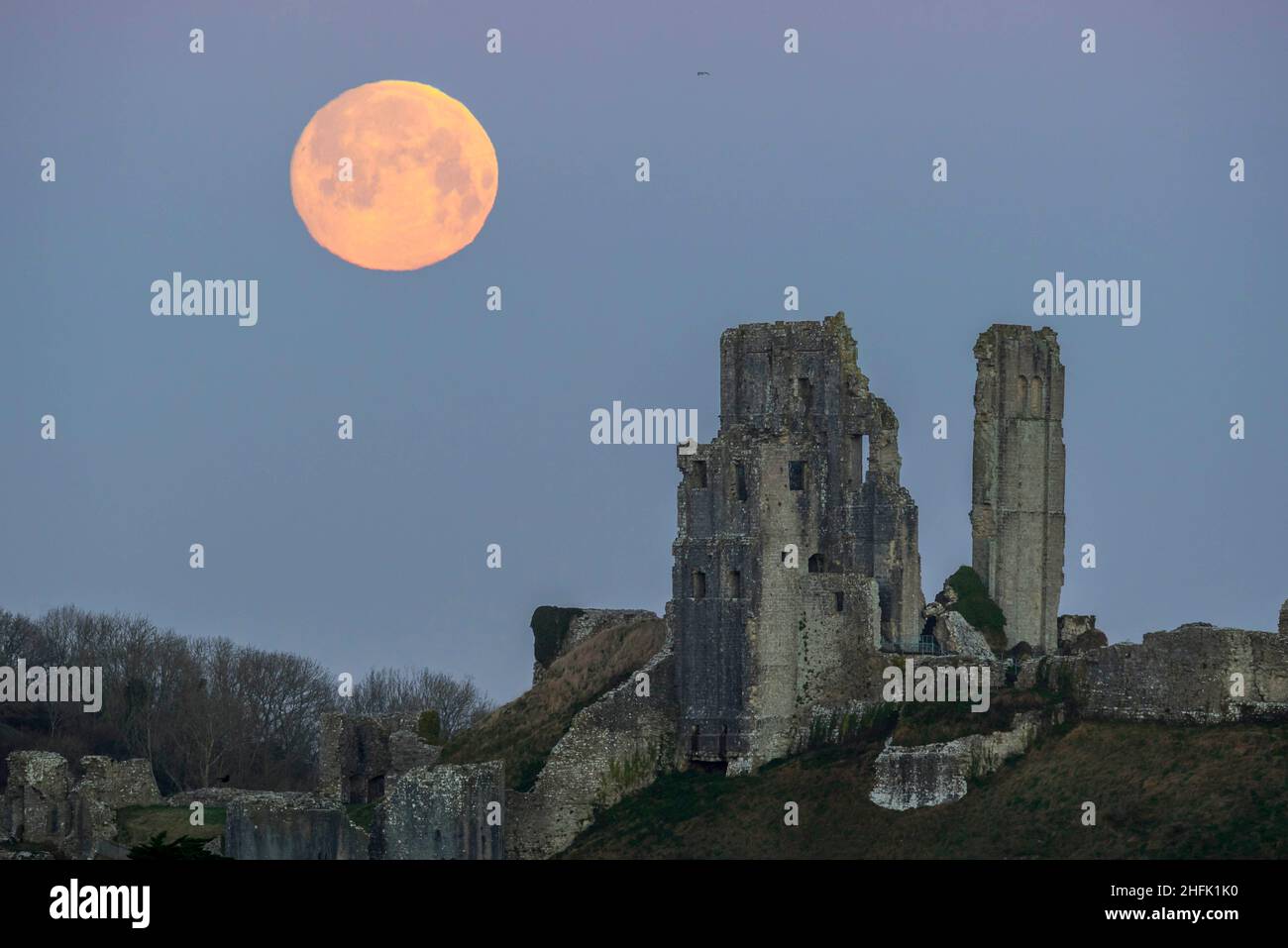 Corfe Castle, Dorset, Royaume-Uni.17th janvier 2022.Météo Royaume-Uni.La pleine lune du loup dans le ciel clair de l'aube à elle descend derrière les ruines du château de Corfe à Dorset, un matin froid gelé.Crédit photo : Graham Hunt/Alamy Live News Banque D'Images