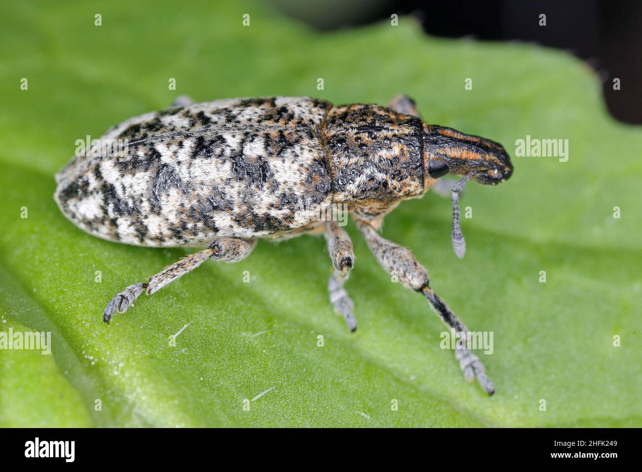 Cyphocleonus dealbatus est une espèce de véritable charançon de la famille des Curculionidae. Banque D'Images