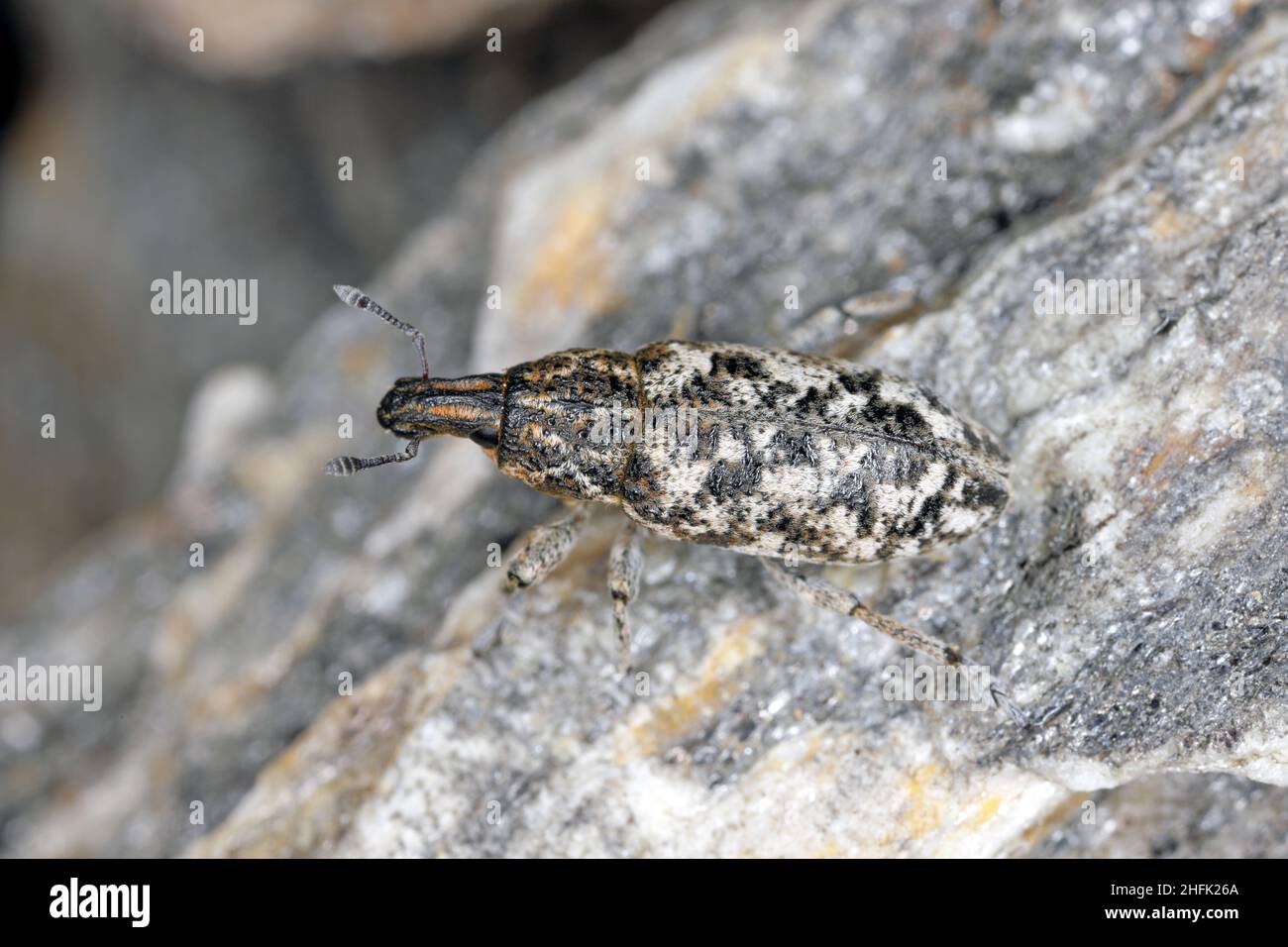 Cyphocleonus dealbatus est une espèce de véritable charançon de la famille des Curculionidae. Banque D'Images