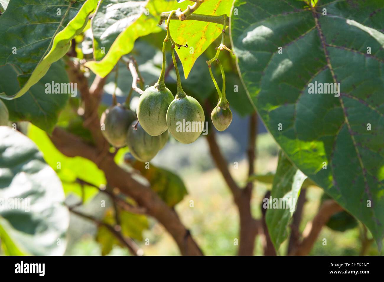 Fruits verts non mûrs de tamarillo (Solanum betaceum) ou de tomate d'arbre Banque D'Images