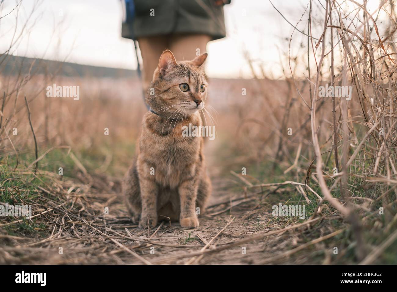 Le chat de tabby au gingembre marche sur une laisse dans la nature. Banque D'Images