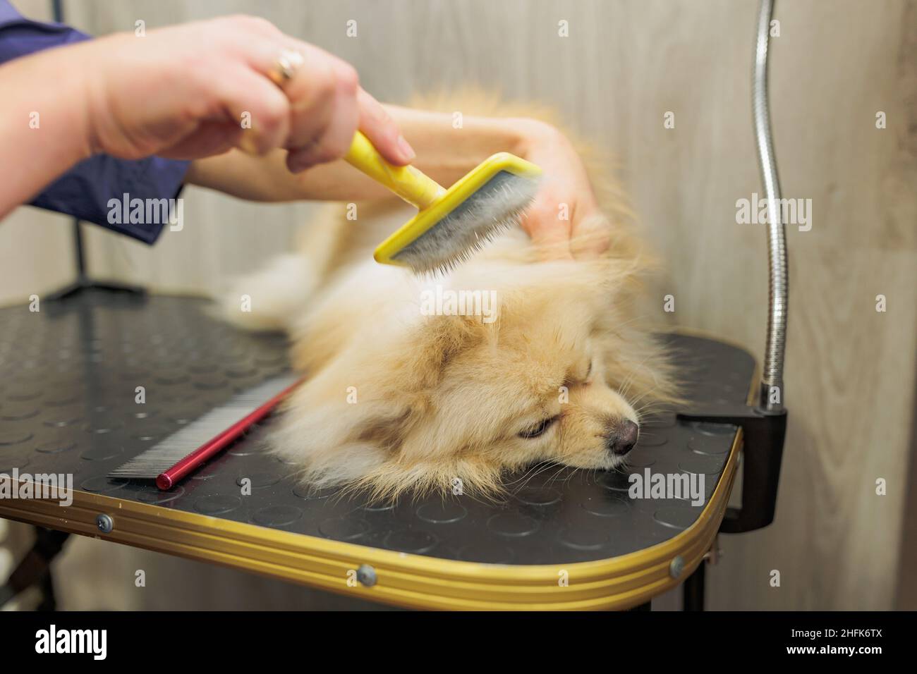 le groomer peignant la laine de spitz en salon, le toilettage des coupes et des rasages, prend soin d'un chien dans le salon professionnel Banque D'Images