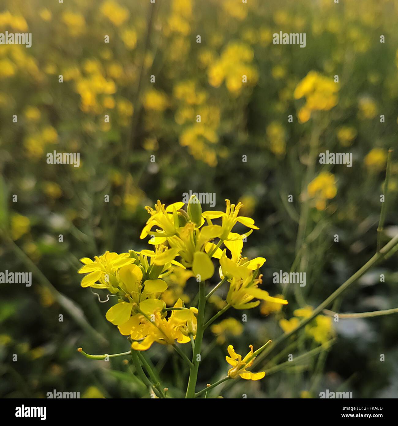 Fleur de moutarde/champ de moutarde/plante/Vasant Pancami/Spring/Inde Photo  Stock - Alamy