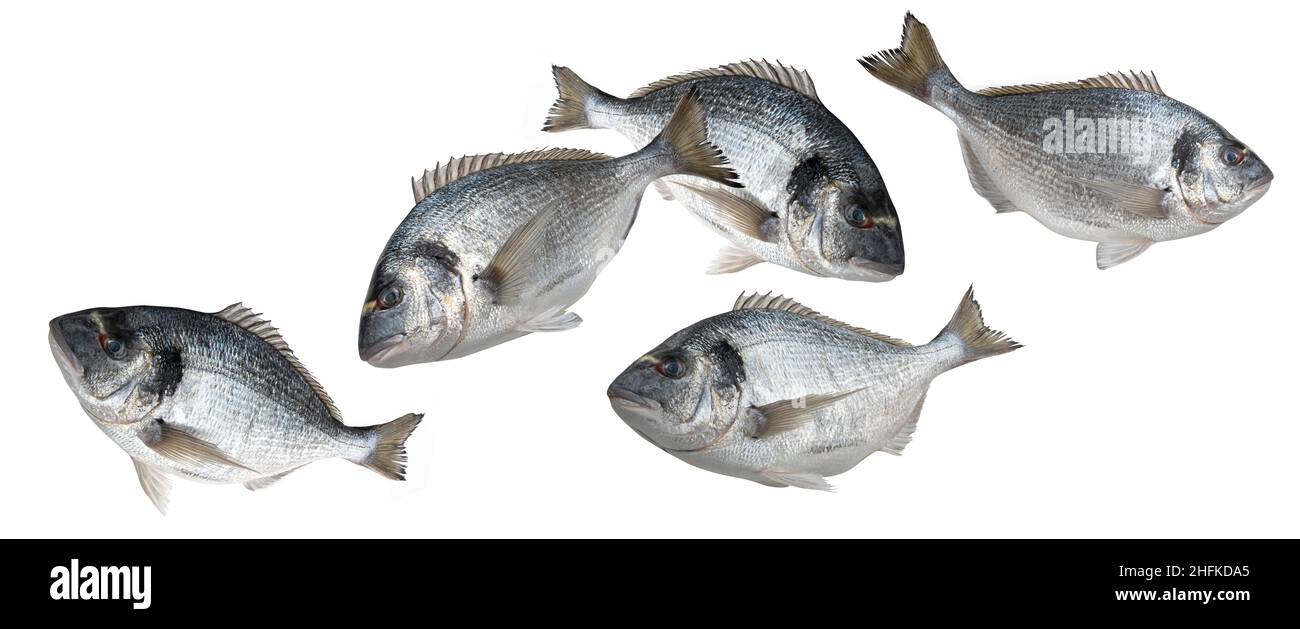 École de Dorado poisson isolé sur fond blanc Banque D'Images