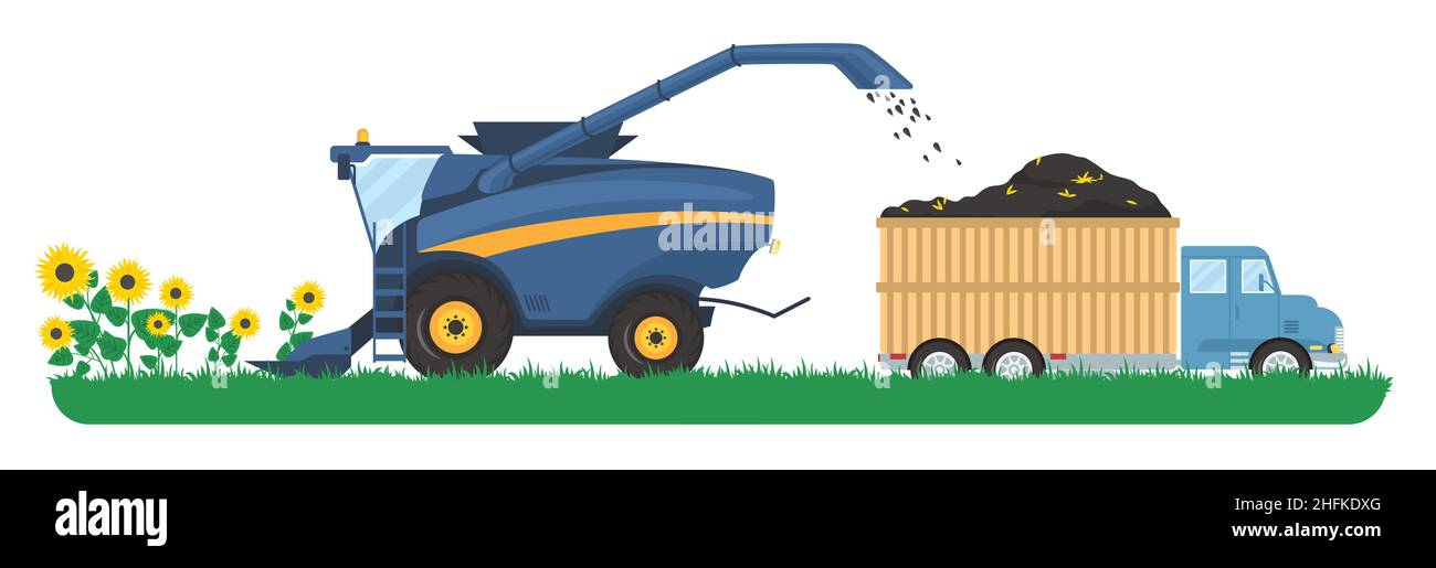 Moissonneuse-batteuse moissonnant des tournesols dans le champ, première étape de la production d'huile de tournesol, illustration vectorielle plate. Illustration de Vecteur