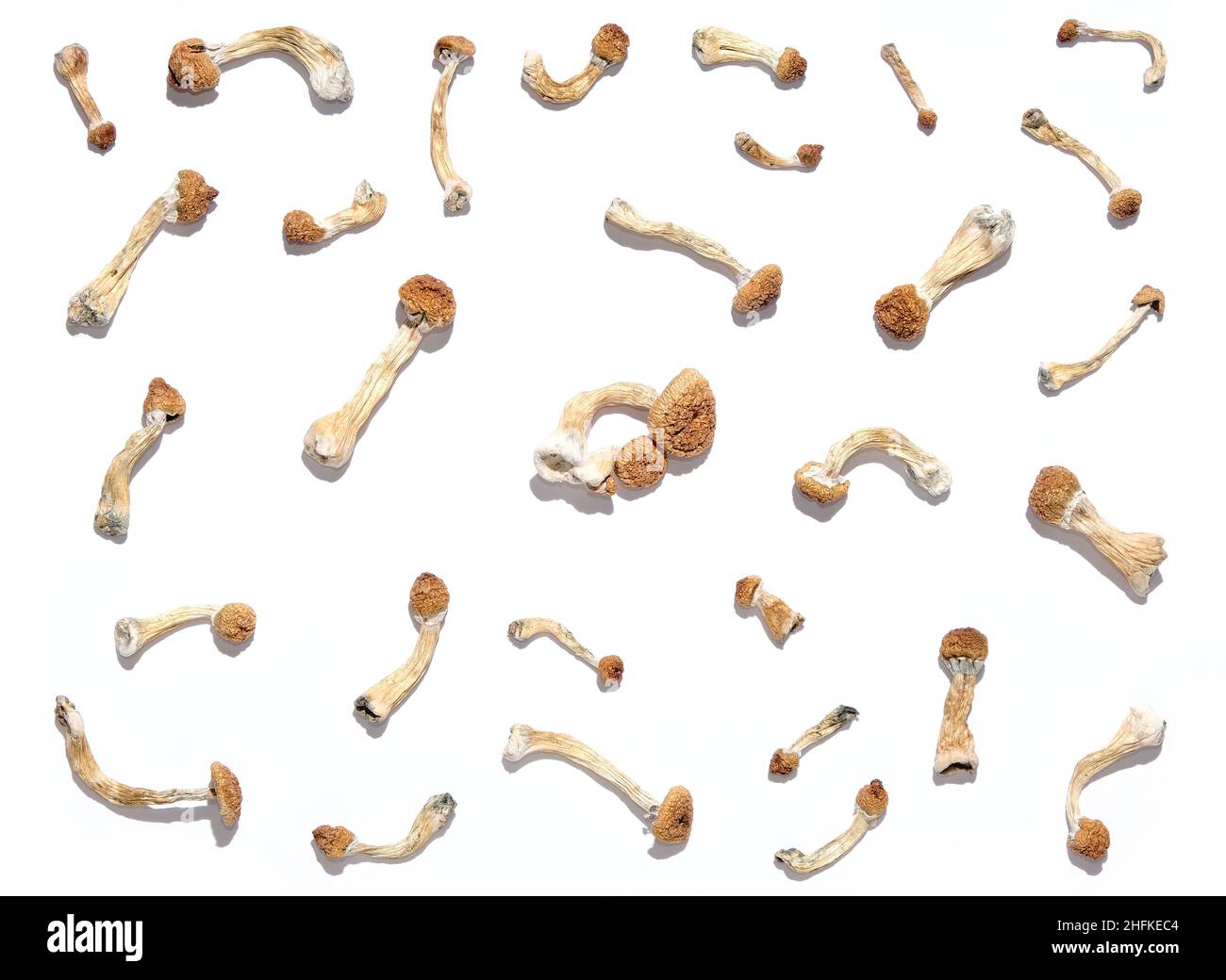 Psilocybe Cubensis champignons sur fond blanc, configuration isolée.Psilocybin psychédélique magie champignons Golden enseignant.Vue de dessus, plan d'appartement.Magic Co Banque D'Images