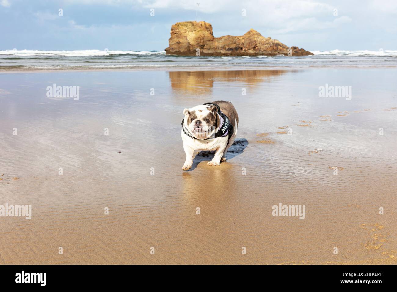 Bulldog anglais, Bulldog britannique, chien sur la plage, chien, Bulldog,Bulldogs, plage de Perrenporth Cornwall, Royaume-Uni, Angleterre, marche pour chiens sur la plage, chiens, plage, Banque D'Images