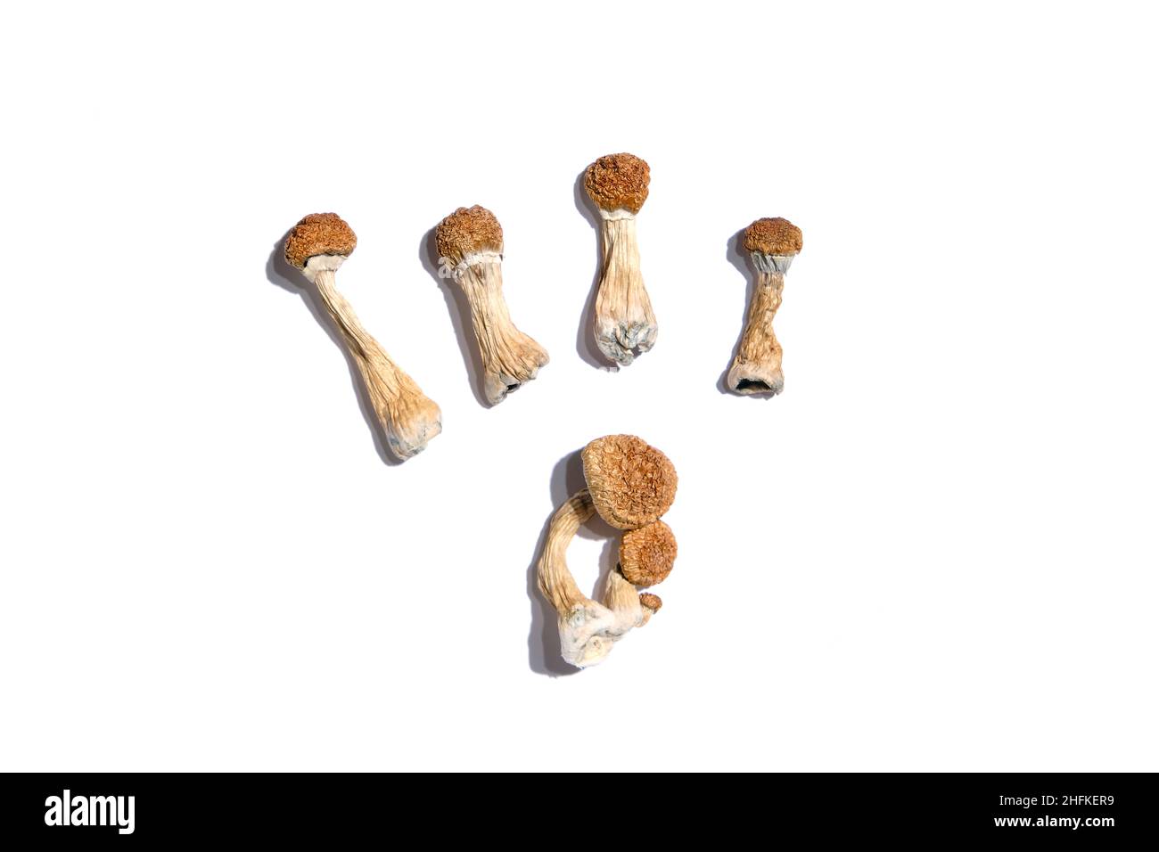 Psilocybe Cubensis champignons sur fond blanc, configuration isolée.Psilocybin psychédélique magie champignons Golden enseignant.Vue de dessus, plan d'appartement.Magic Co Banque D'Images