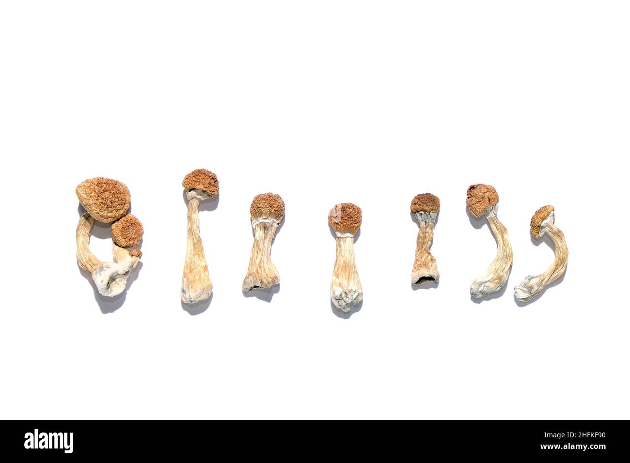 Psilocybe Cubensis champignons sur fond blanc, configuration isolée.Psilocybin psychédélique magie champignons Golden enseignant.Vue de dessus, plan d'appartement.Magic Co Banque D'Images