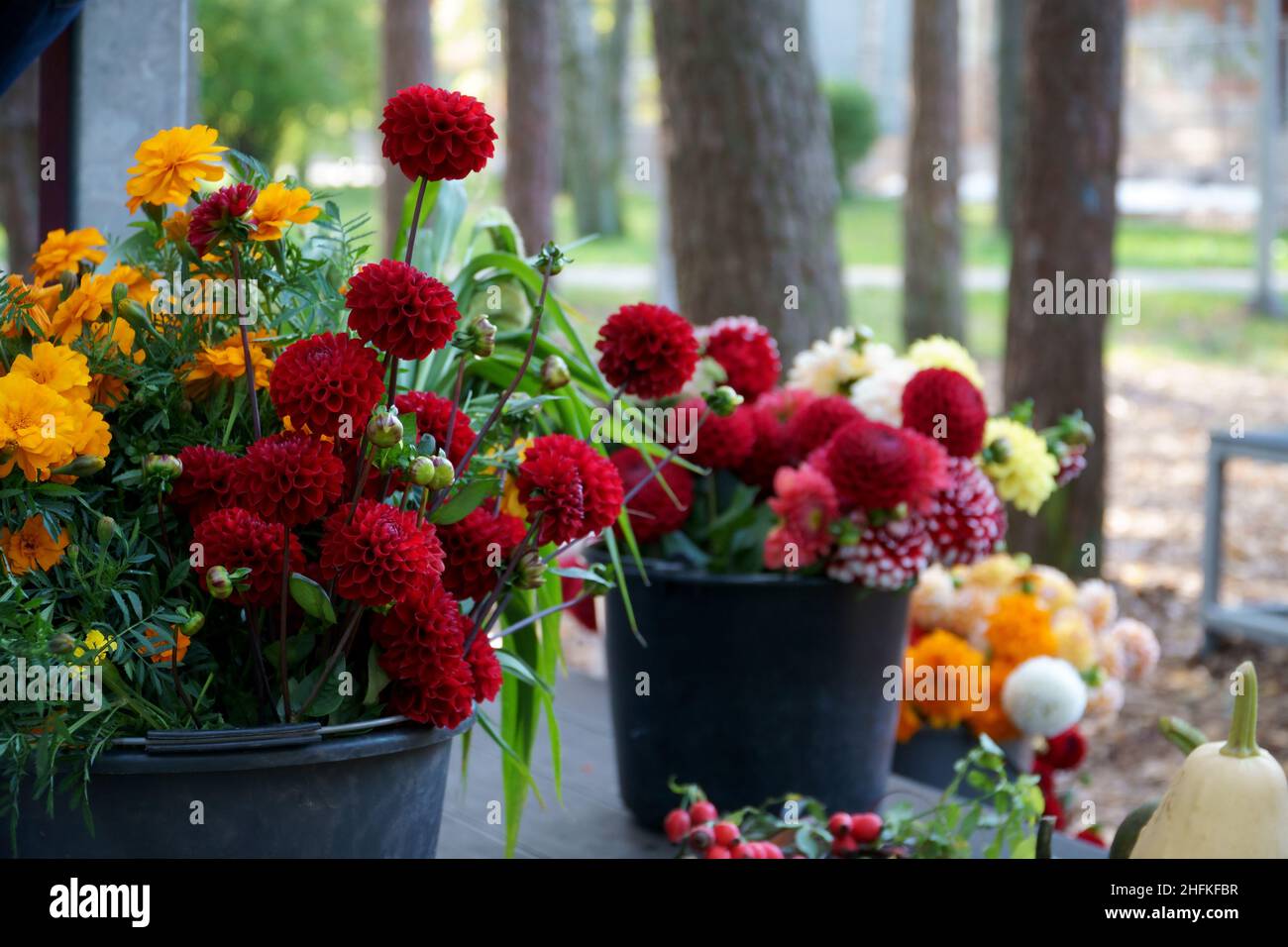 Impressionnant dahlia couper des fleurs dans un environnement naturel en automne.Plantes tubéreuses de la famille des Asteraceae. Banque D'Images