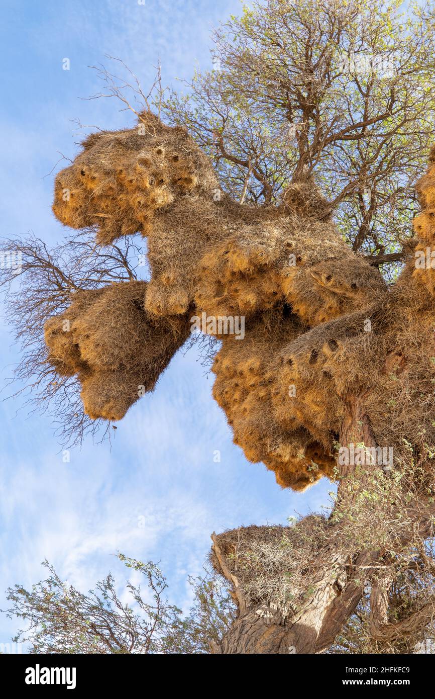 Grand Weaver sociable nichent dans le Kgalagadi Banque D'Images