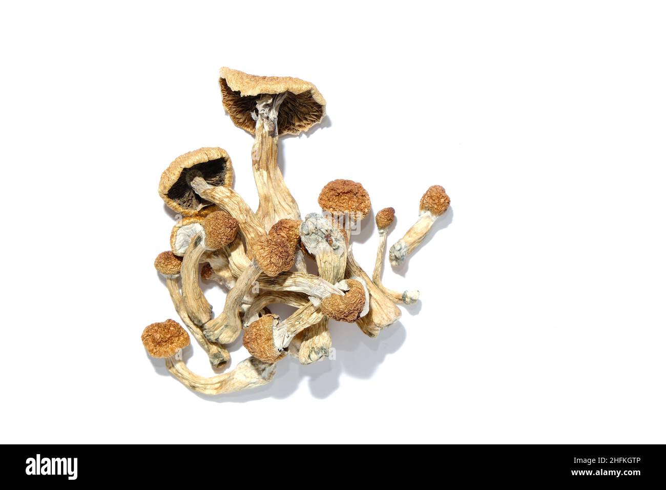 Psilocybe Cubensis champignons sur fond blanc, configuration isolée.Psilocybin psychédélique magie champignons Golden enseignant.Vue de dessus, plan d'appartement.Magic Co Banque D'Images