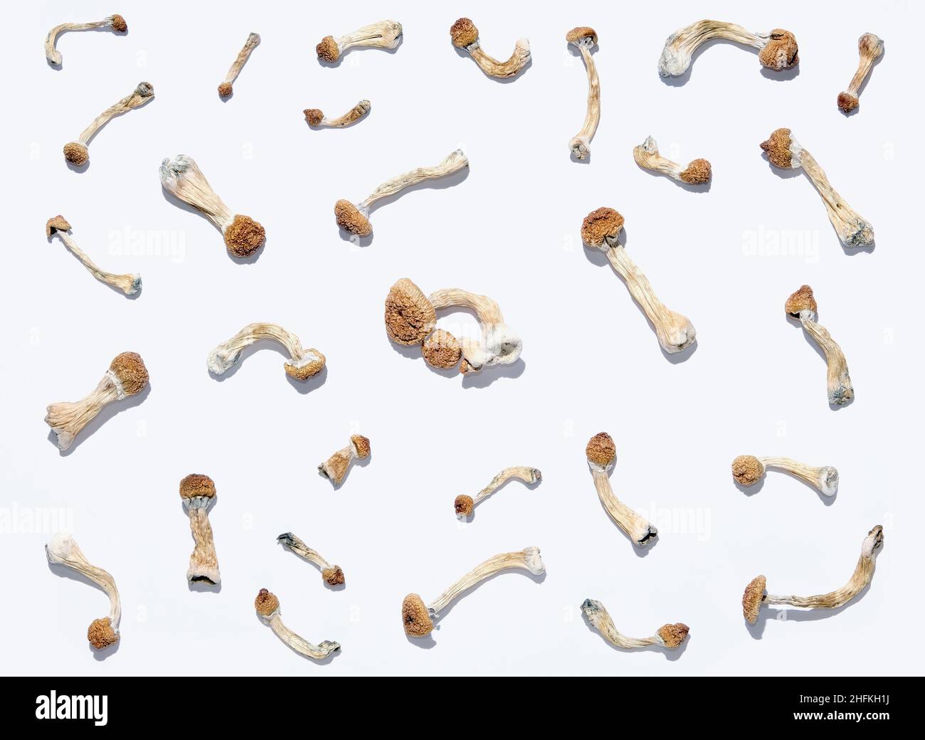 Mise en page des champignons Psilocybe Cubensis sur fond blanc.Psilocybin psychédélique magie champignons Golden enseignant.Vue de dessus, plan d'appartement.Conscient de la magie Banque D'Images