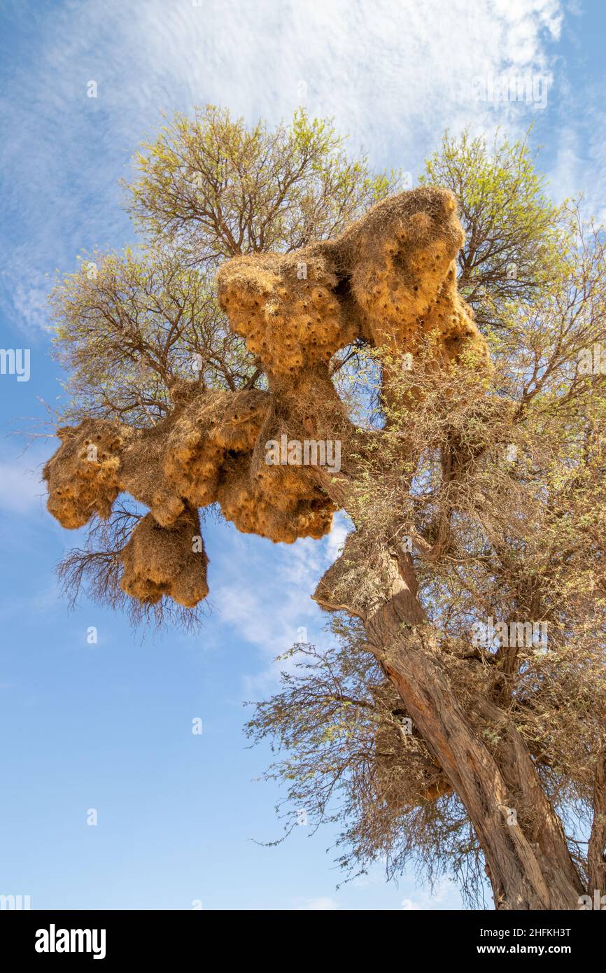 Grand Weaver sociable nichent dans le Kgalagadi Banque D'Images