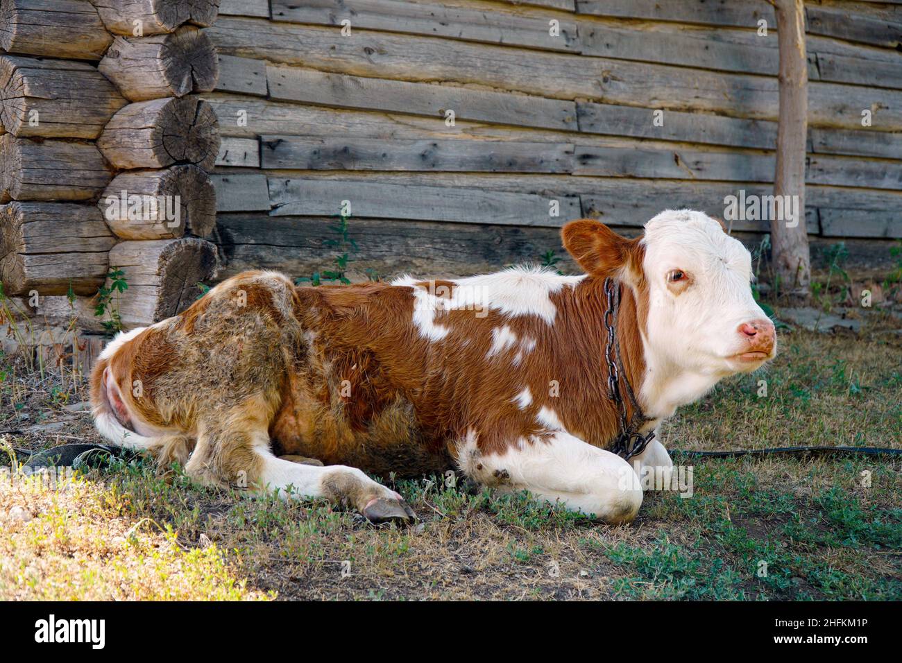 Une jeune vache est située près de la grange Banque D'Images