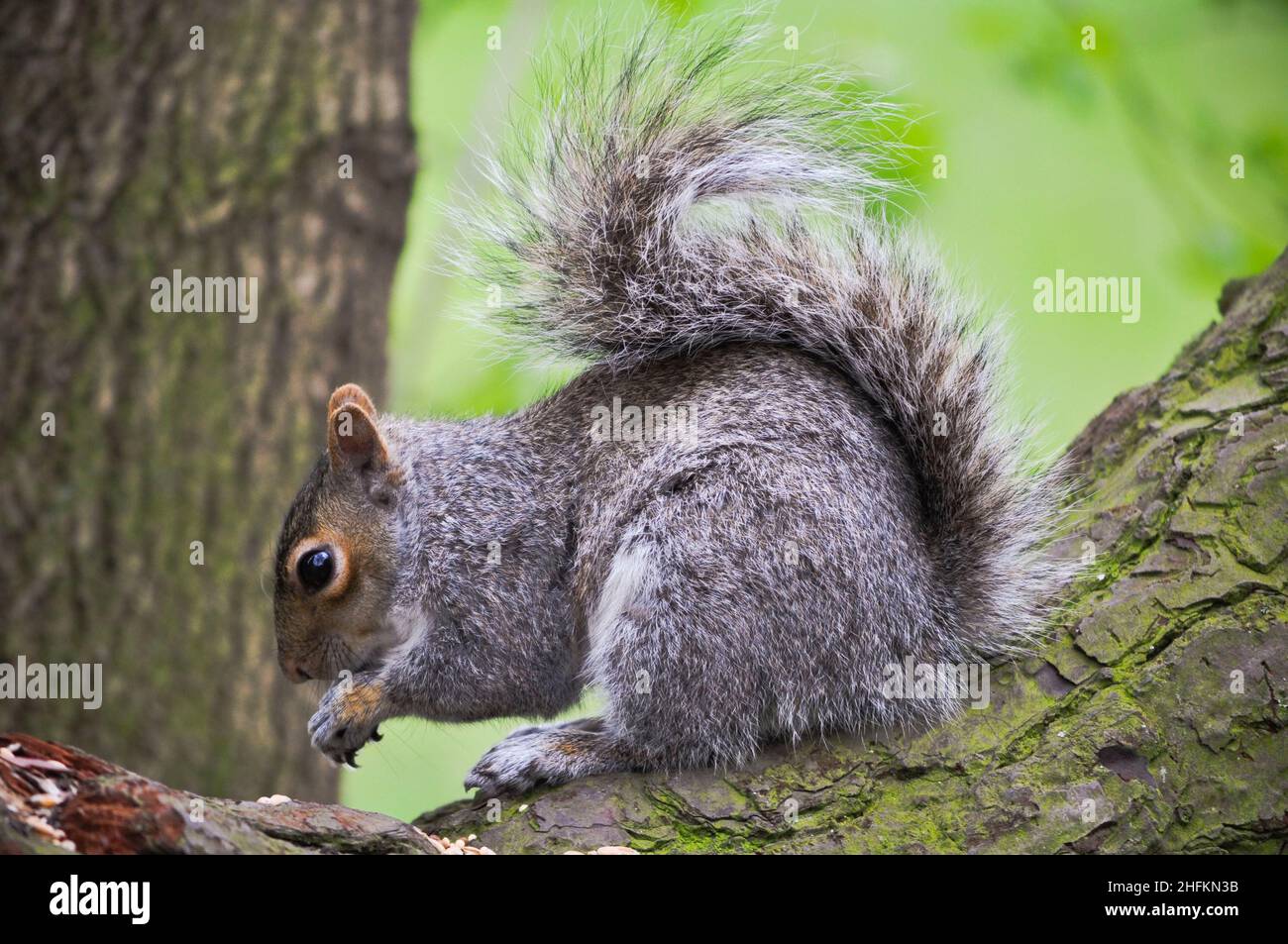 Un écureuil gris de l'est (sciurus carolinensis) mangeant une noix tout en étant assis sur une branche cassée d'un arbre Banque D'Images