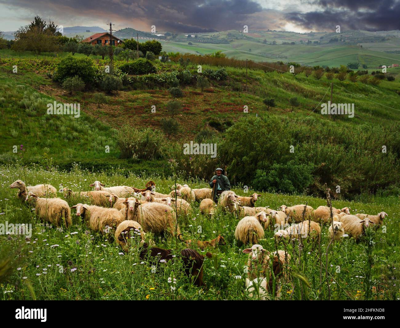 Ein Schäfer in sizilianischer Landschaft mit einer Gruppe von Schafen in der Abenddämmerung Banque D'Images