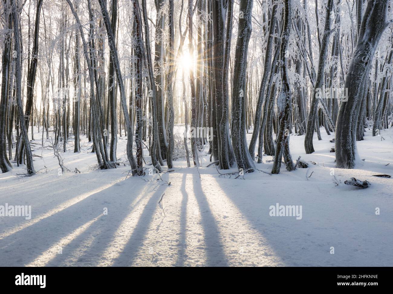 Forêt d'hiver dans les montagnes. Majestueux treet d'hiver. Banque D'Images