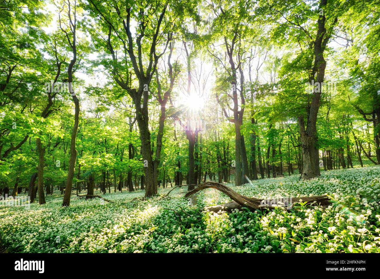 Forêt de printemps avec fleurs blanches et soleil en fleurs. Ail sauvage - montagne carpapienne Banque D'Images