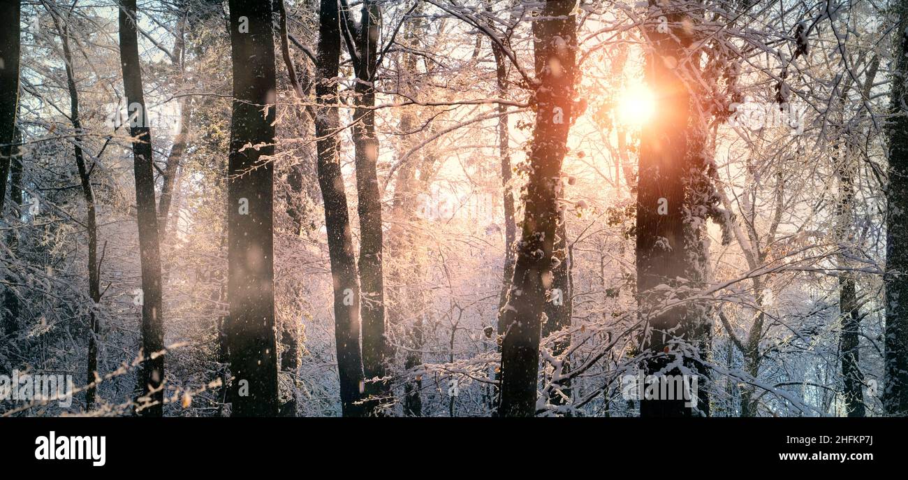 Scène d'hiver enchantée avec les rayons du soleil tombant sur les arbres et les branches enneigés dans une forêt et les peignant dans des couleurs pastel chaudes Banque D'Images