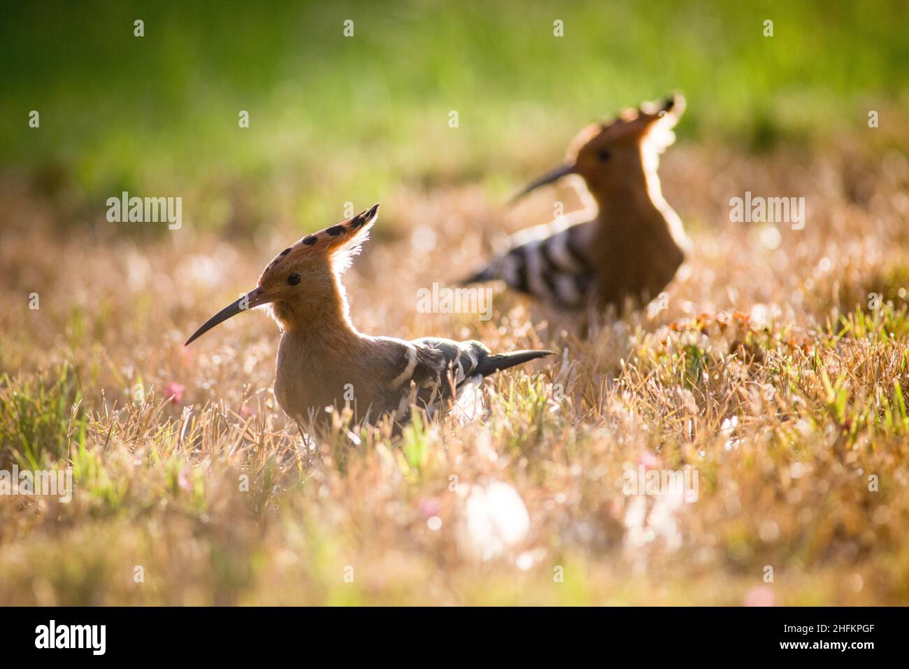 Oiseau huppe sur l'herbe Banque D'Images