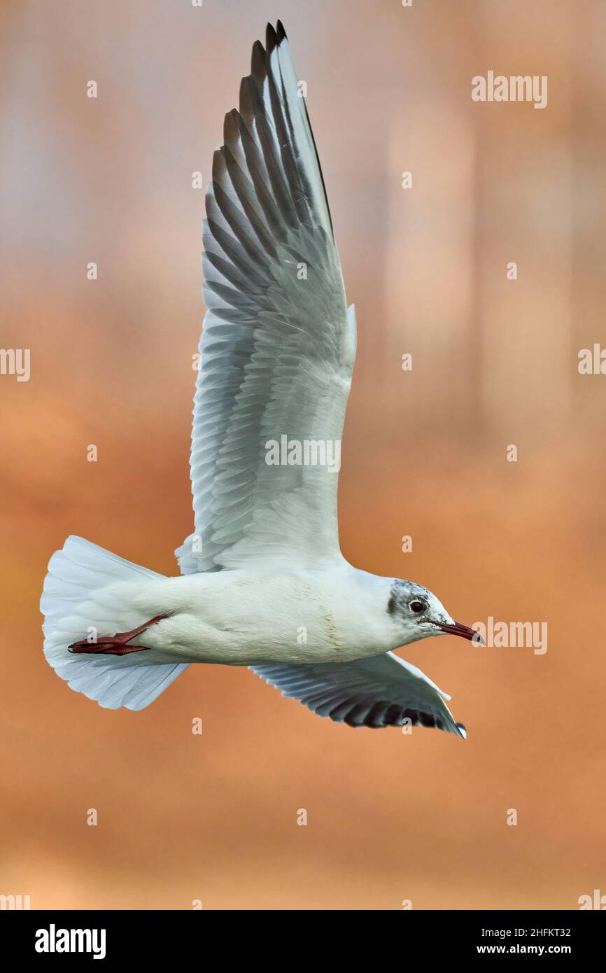 Tête noire en vol rapide au lever du soleil.Voler avec des ailes étalées.Vue latérale, gros plan.Arrière-plan flou, espace de copie.Genre Larus ridibundus. Banque D'Images
