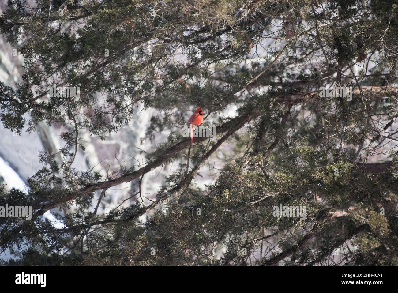 Magnifique Cardinal rouge sur la conifères en hiver neige après-midi scène Banque D'Images