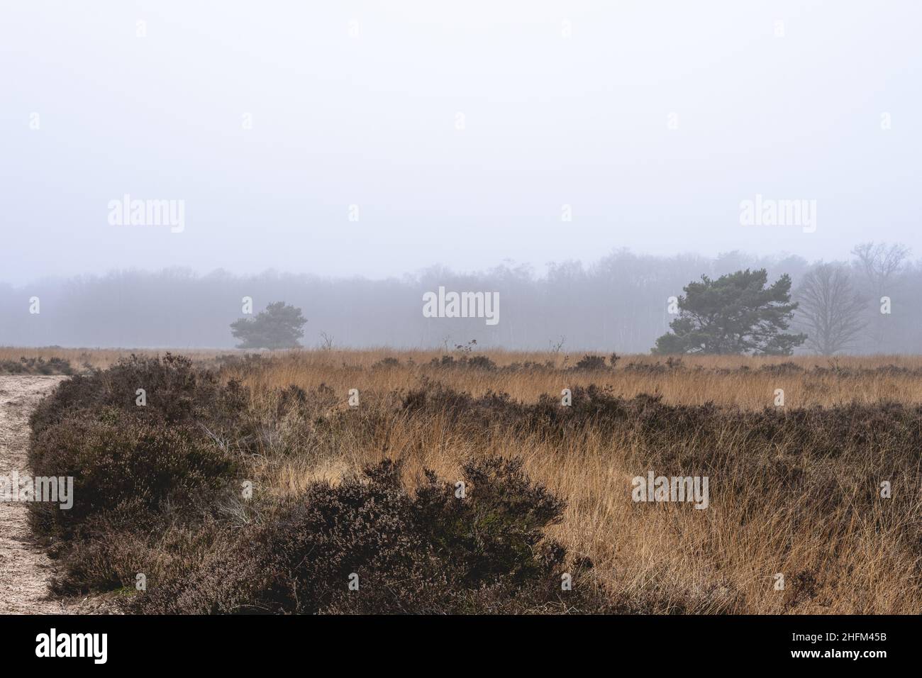 Journée de brouillard à l'Ermelosche Heide, Ermelo pays-Bas. Banque D'Images