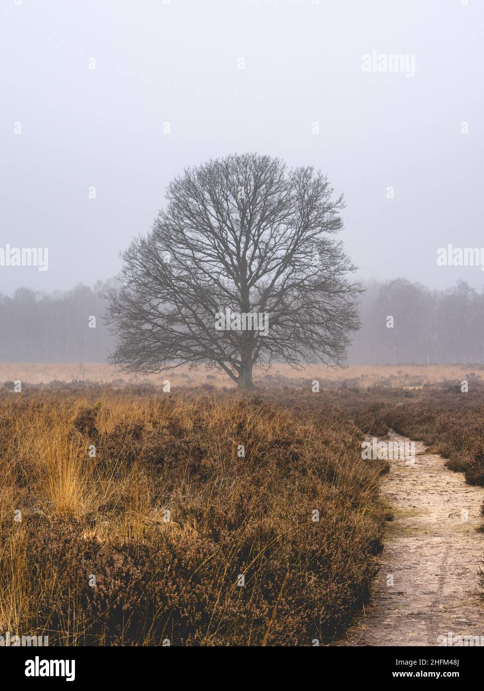 Journée de brouillard à l'Ermelosche Heide, Ermelo pays-Bas. Banque D'Images