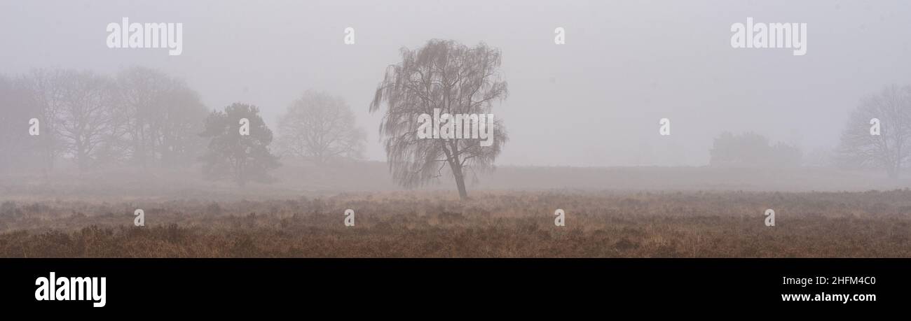 Journée de brouillard à l'Ermelosche Heide, Ermelo pays-Bas. Banque D'Images