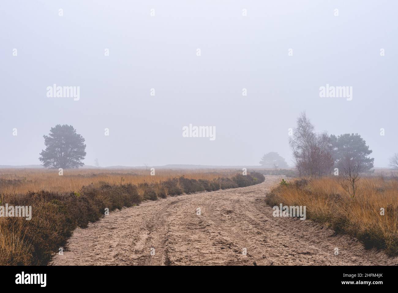 Journée de brouillard à l'Ermelosche Heide, Ermelo pays-Bas. Banque D'Images