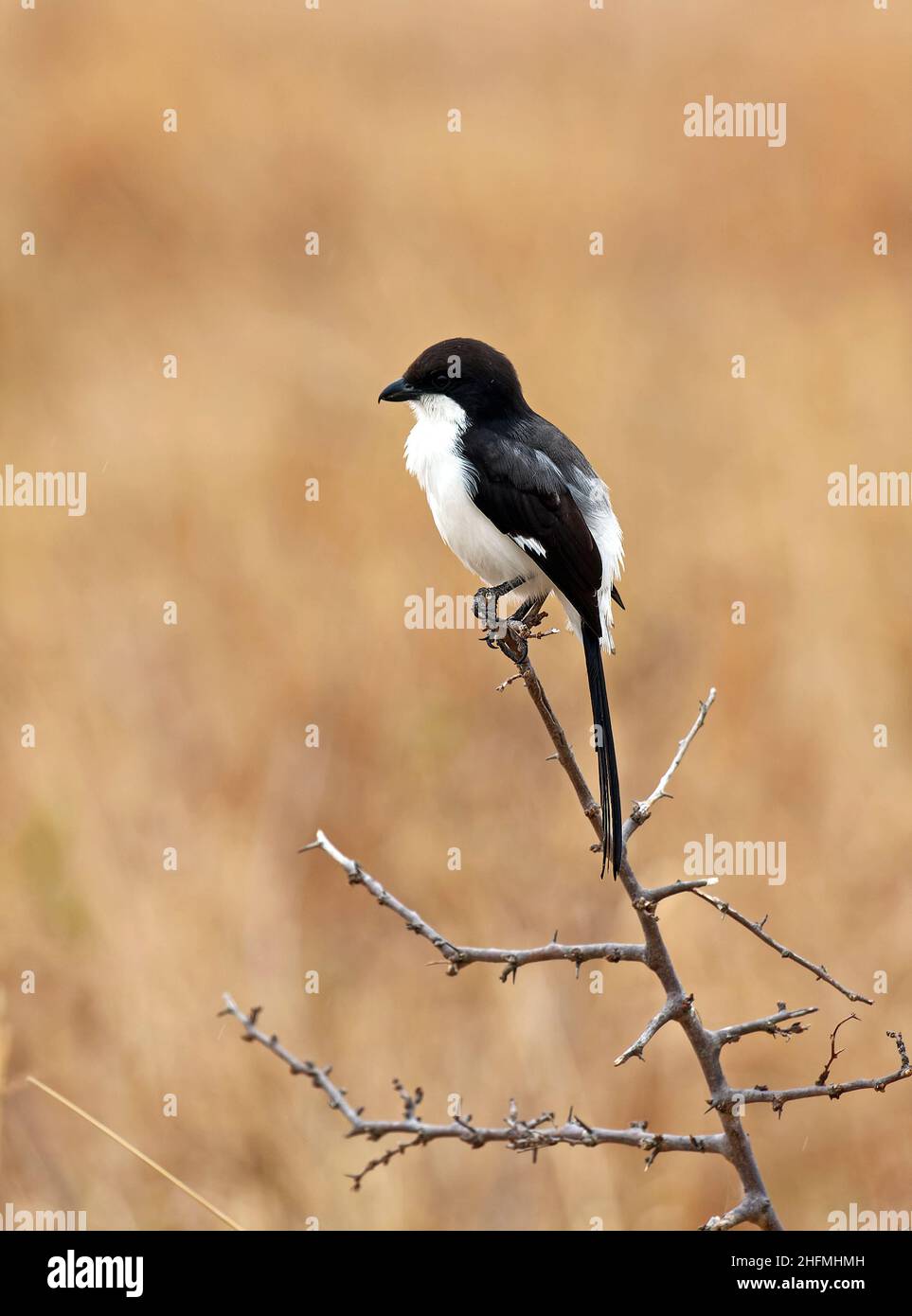 Fiscal à longue queue, assis sur la branche, blanc, gris, Lanius cabanisi,Famille shrike, habitats secs ouverts, 10-12 pouces de long, grand oiseau; faune, Tarangi Banque D'Images