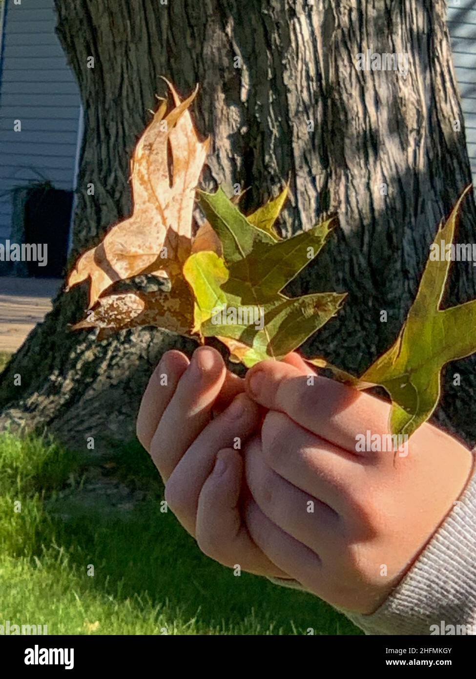 petite fille tenant les feuilles d'automne dans les mains.Photo de haute qualité Banque D'Images