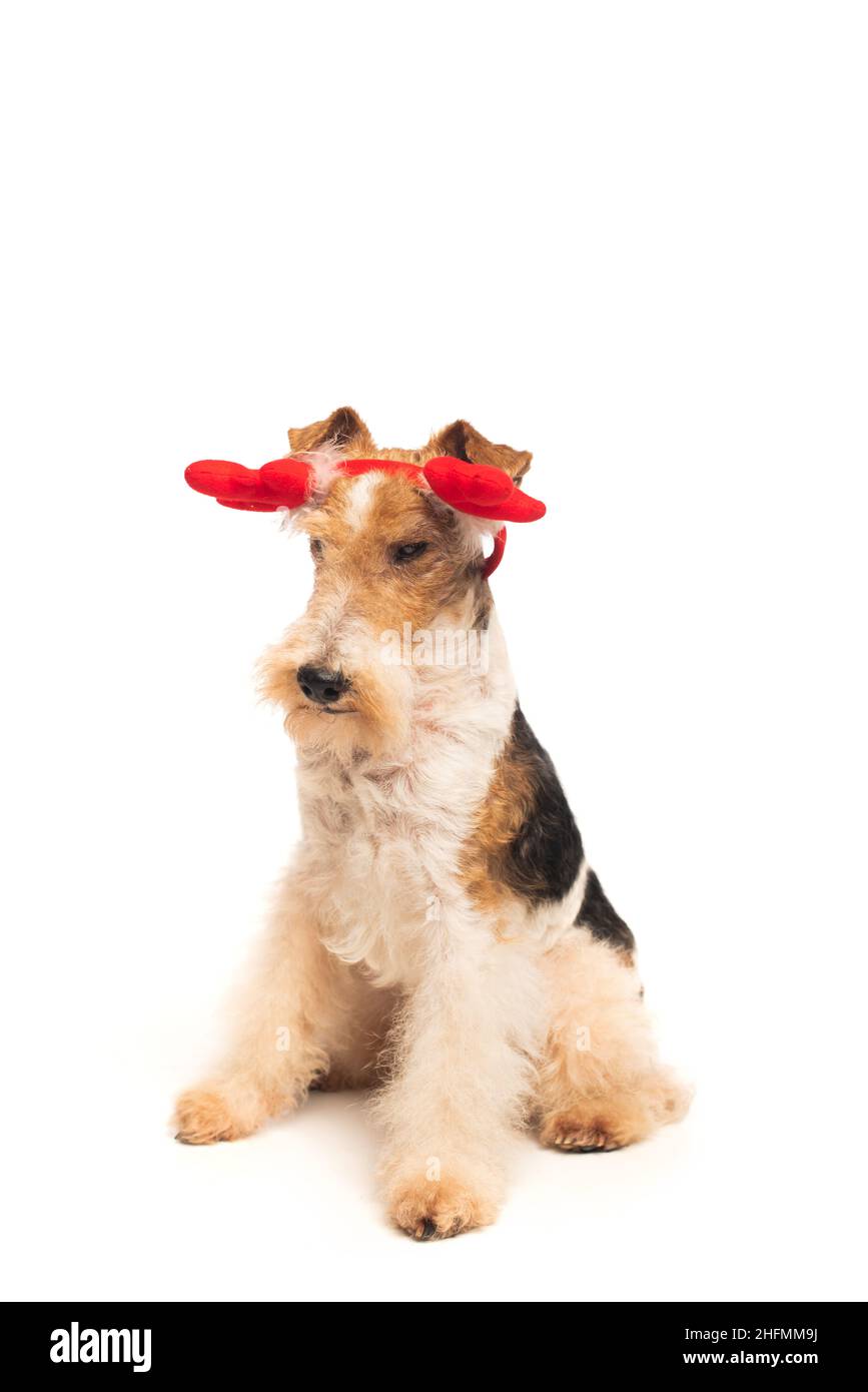 tête de terrier de renard roux en bois de renne, isolée sur du blanc Banque D'Images