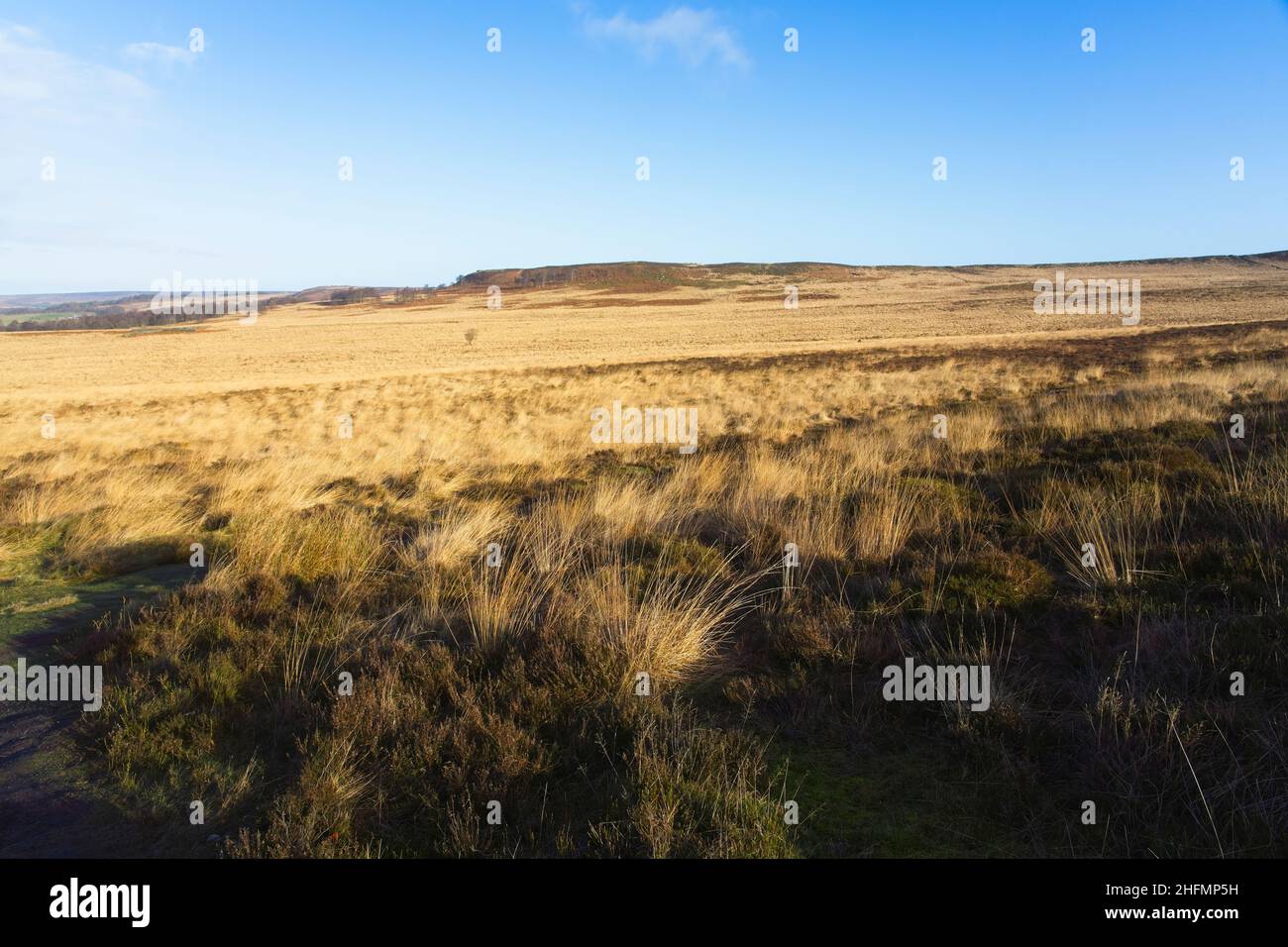 À travers une large étendue de grande herbe de bruyère brune vers un bord blanc lointain dans le Derbyshire Peak District Banque D'Images