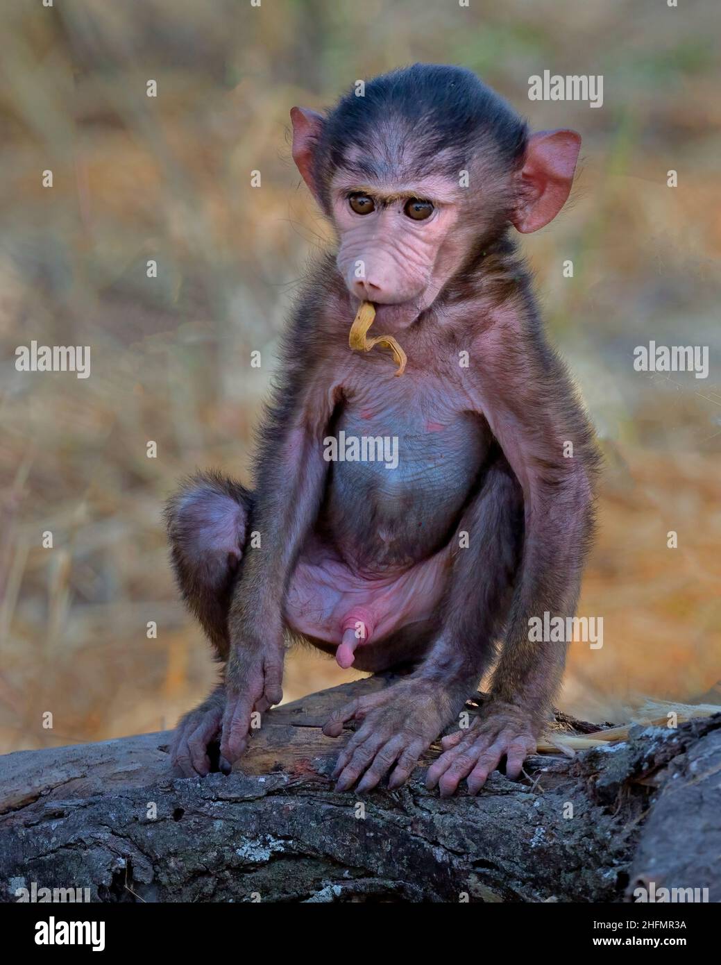 Baby Olive (Papio anubis) assis sur un membre d'arbre, Parc national de Tarangire, Tanzanie, Afrique. Banque D'Images