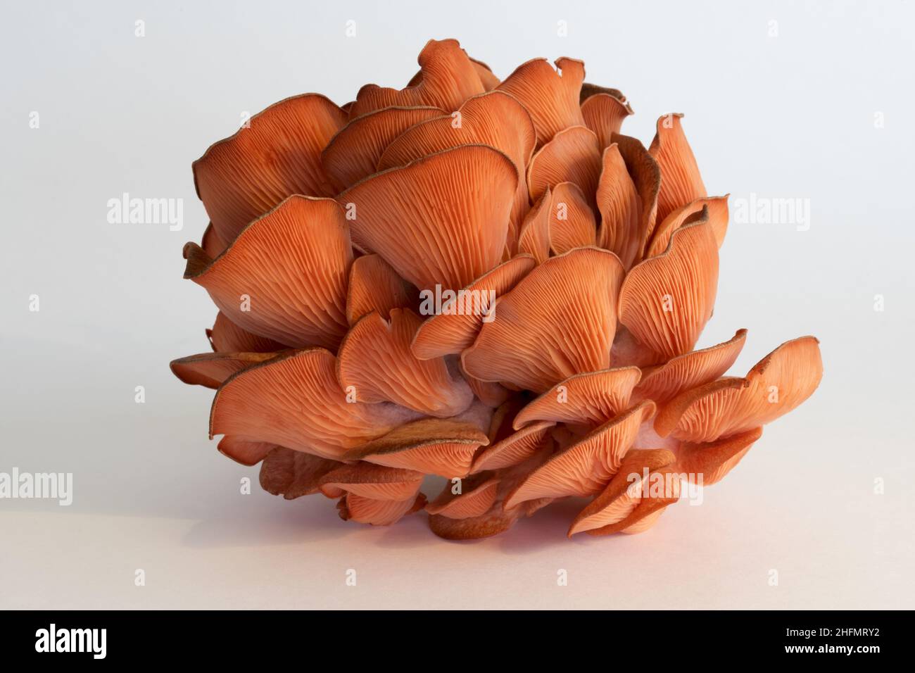 Champignons huître roses isolés sur fond blanc, Pleurotus citrinopileatus, frais et crus Banque D'Images