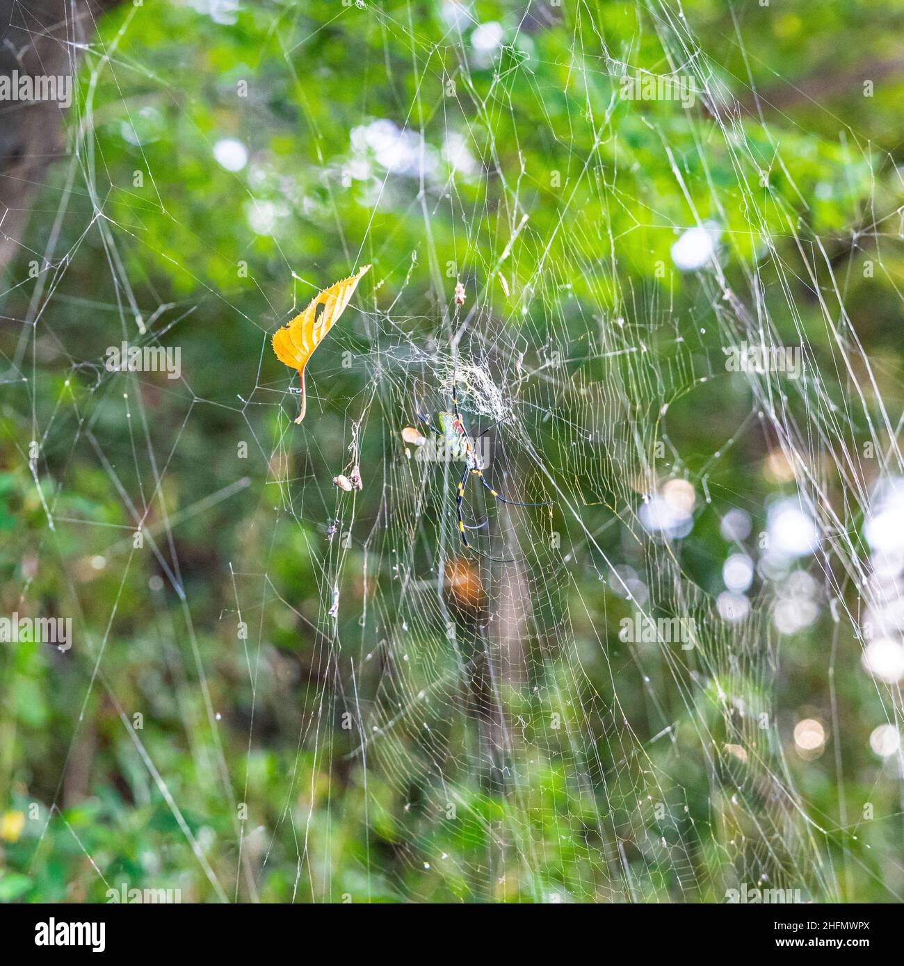 Un gros plan d'une grande araignée joro japonaise, également connue comme une araignée de fortune, sur son web. Banque D'Images